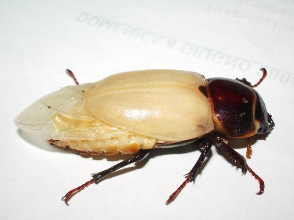 Lucanus tetraodon: la metamorfosi